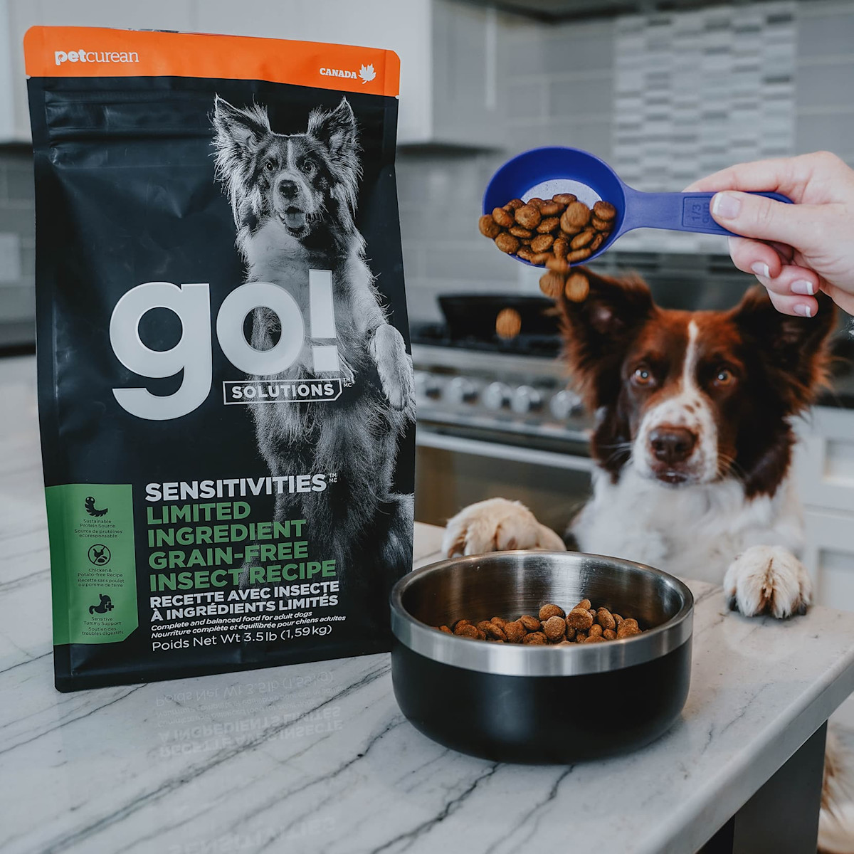 Dog with paws up on counter watching Go! kibble being poured into bowl