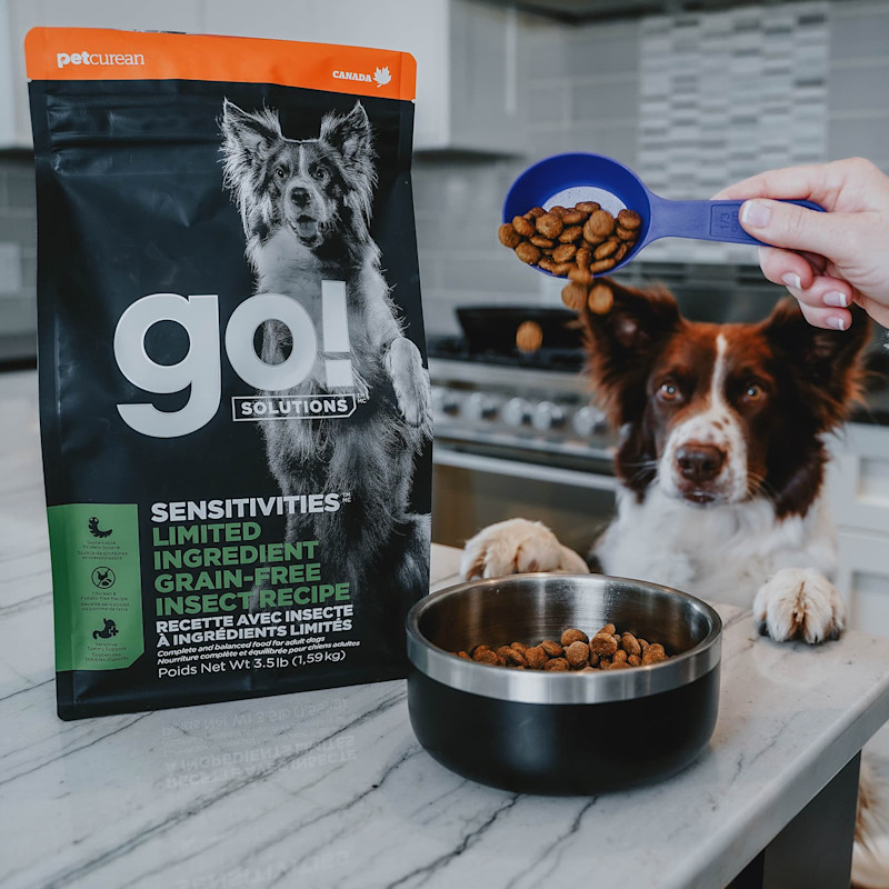 Dog with paws up on counter watching Go! kibble being poured into bowl