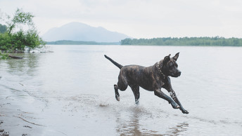 Large breed dog running on beach