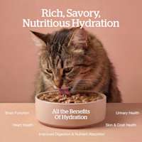 All the benefits of hydration: brain function, heart health, improved digestion and nutrient absorption, skin and coat health, urinary health