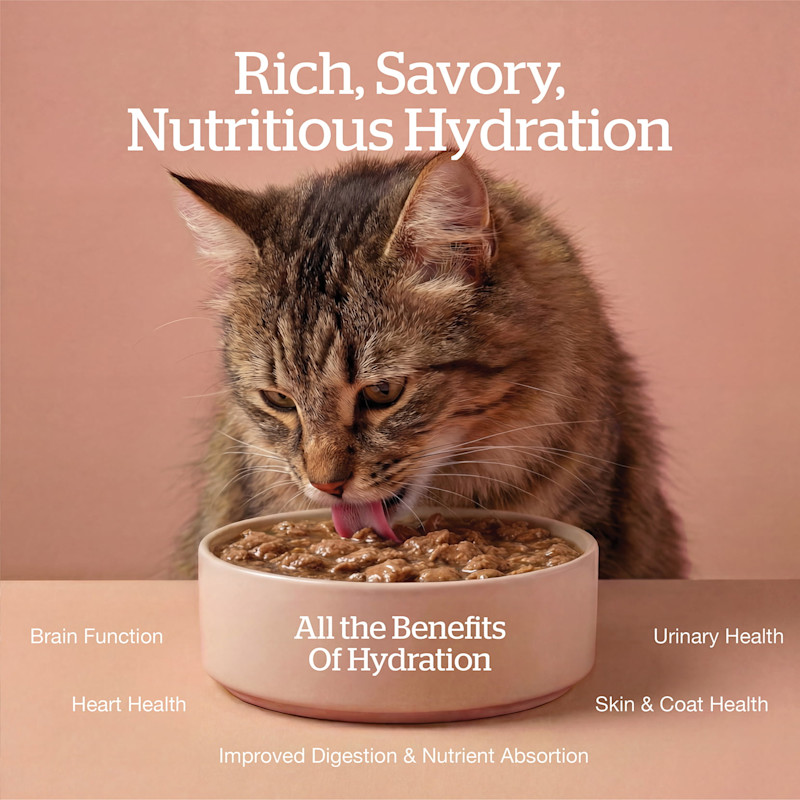 All the benefits of hydration: brain function, heart health, improved digestion and nutrient absorption, skin and coat health, urinary health