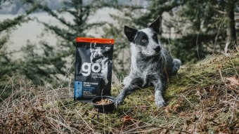 Dog in forest with bag of Go! Solutions dog food