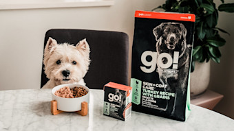 Westie dog sitting at table with Go! Solutions wet food and dry food
