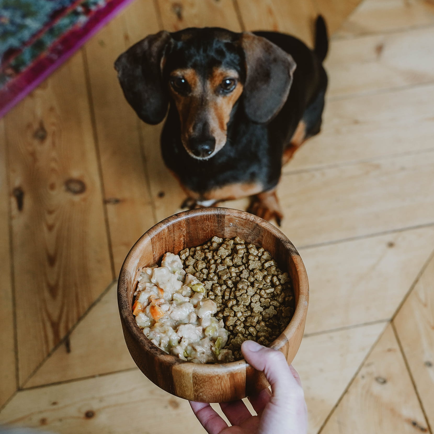 Dog being served bowl of kibble and wet food