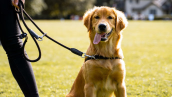 Golden Retriever dog in harness