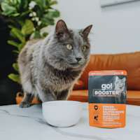 Cat beside Go! Booster Immune Health Chicken + Salmon cat food topper pouch