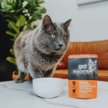 Cat beside Go! Booster Immune Health Chicken + Salmon cat food topper pouch