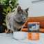 Cat beside Go! Booster Immune Health Chicken + Salmon cat food topper pouch