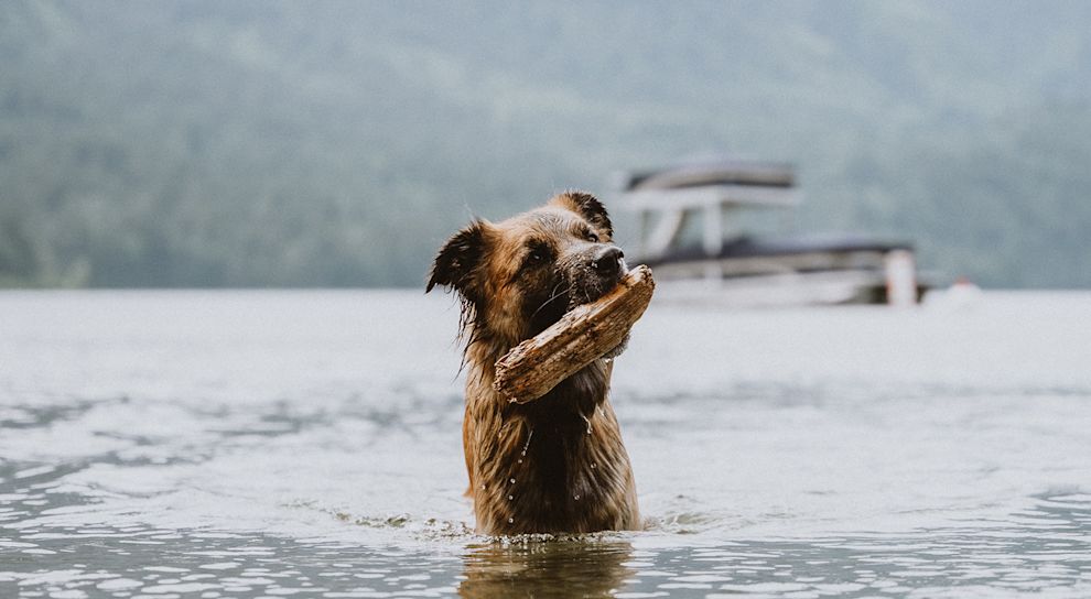 Dog with driftwood in lake