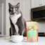 Cat on counter eating Now Fresh Chicken, Duck & Broth Blend wet cat food