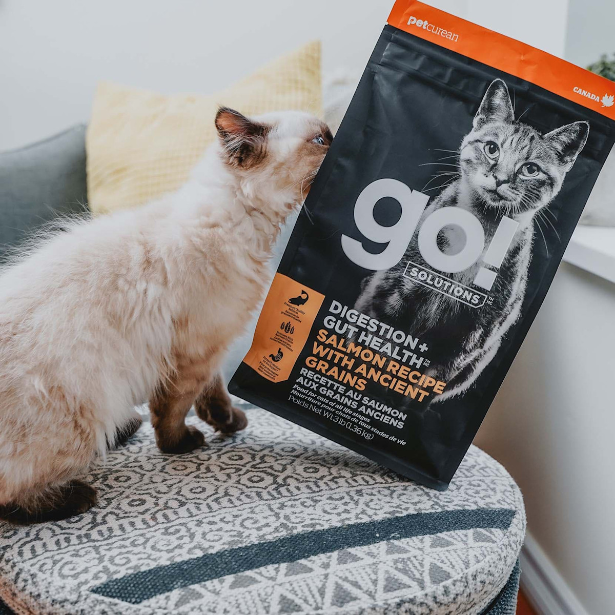 Cat on ottoman pushing over bag of GO! SOLUTIONS DIGESTION + GUT HEALTH kibble