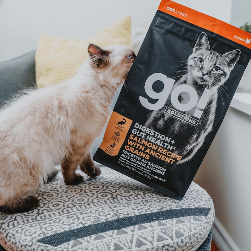 Cat on ottoman pushing over bag of GO! SOLUTIONS DIGESTION + GUT HEALTH kibble
