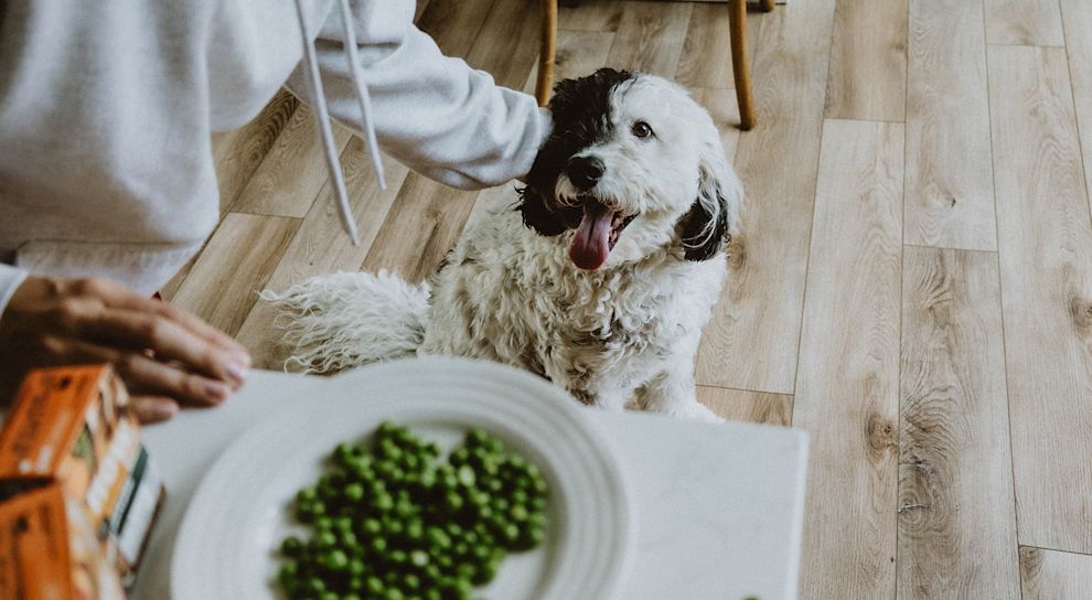 Dog with plate of peas in foreground