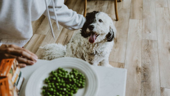 Dog with plate of peas in foreground