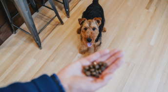 Pet parent holding kibble in hand while happy dog is looking in the background
