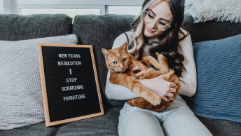Ginger cat sitting on pet parents lap beside letterboard