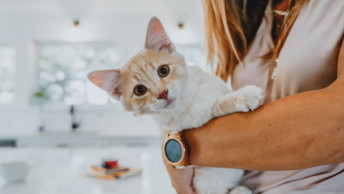 Pet parent holding cat in kitchen looking at camera