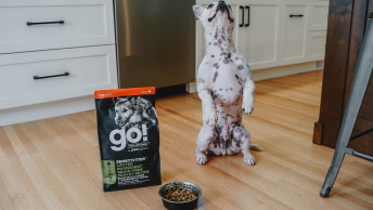 Bully dog with two paws up beside bag of GO! kibble