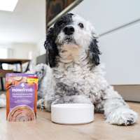 Dog eating Now Fresh Senior Chicken & Salmon Pâté wet dog food