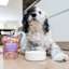 Dog eating Now Fresh Senior Chicken & Salmon Pâté wet dog food