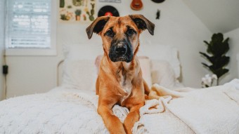 German Shepherd mix large breed puppy sitting on bed looking into camera