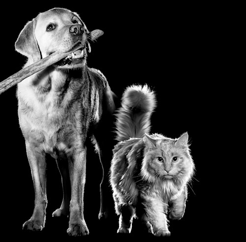 Black and white cat and Labrador Retriever with stick