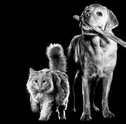 Black and white cat and Labrador Retriever with stick