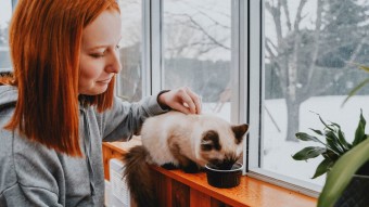 Cat on window sill eating out of black bowl with pet parent petting them