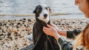 Border Collie dog on the beach wrapped in a towel