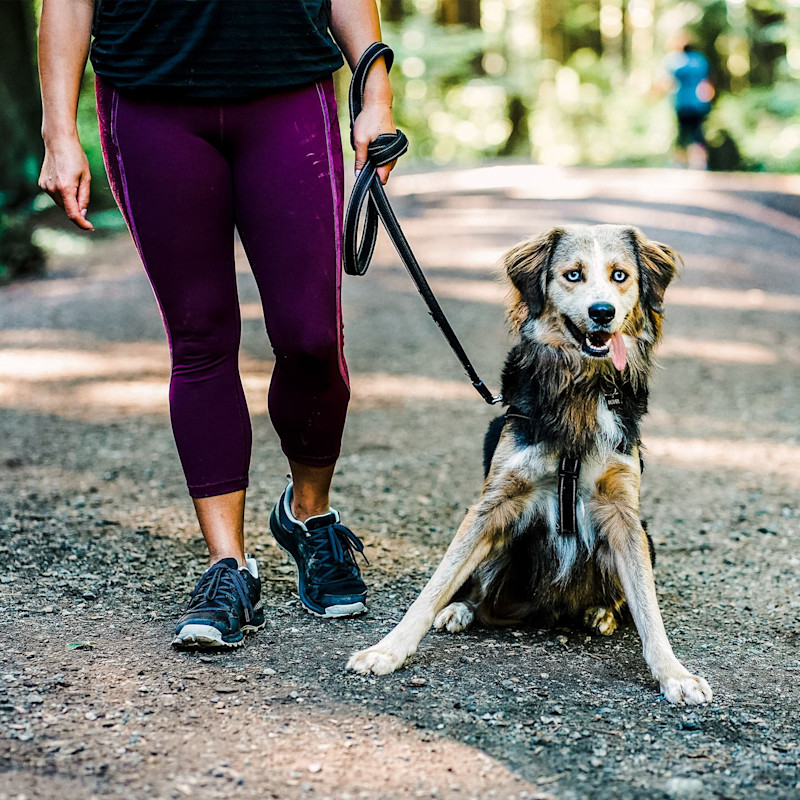 Dog and owner hiking with tongue out