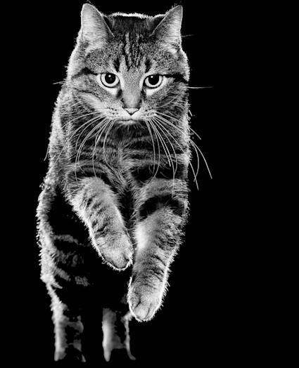 Black and white cat leaping into the air