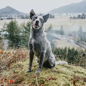 Blue Heeler sitting on top of mountain