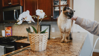 Cat being pet on counter beside orchids
