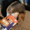 Beagle eating from carton of Now Fresh