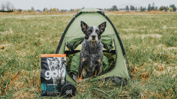 GO-SOLUTIONS-heeler-dog-sitting-in-green-tent-with-carnivore-chicken-turkey-duck-kibble-and-collapsible-bowl