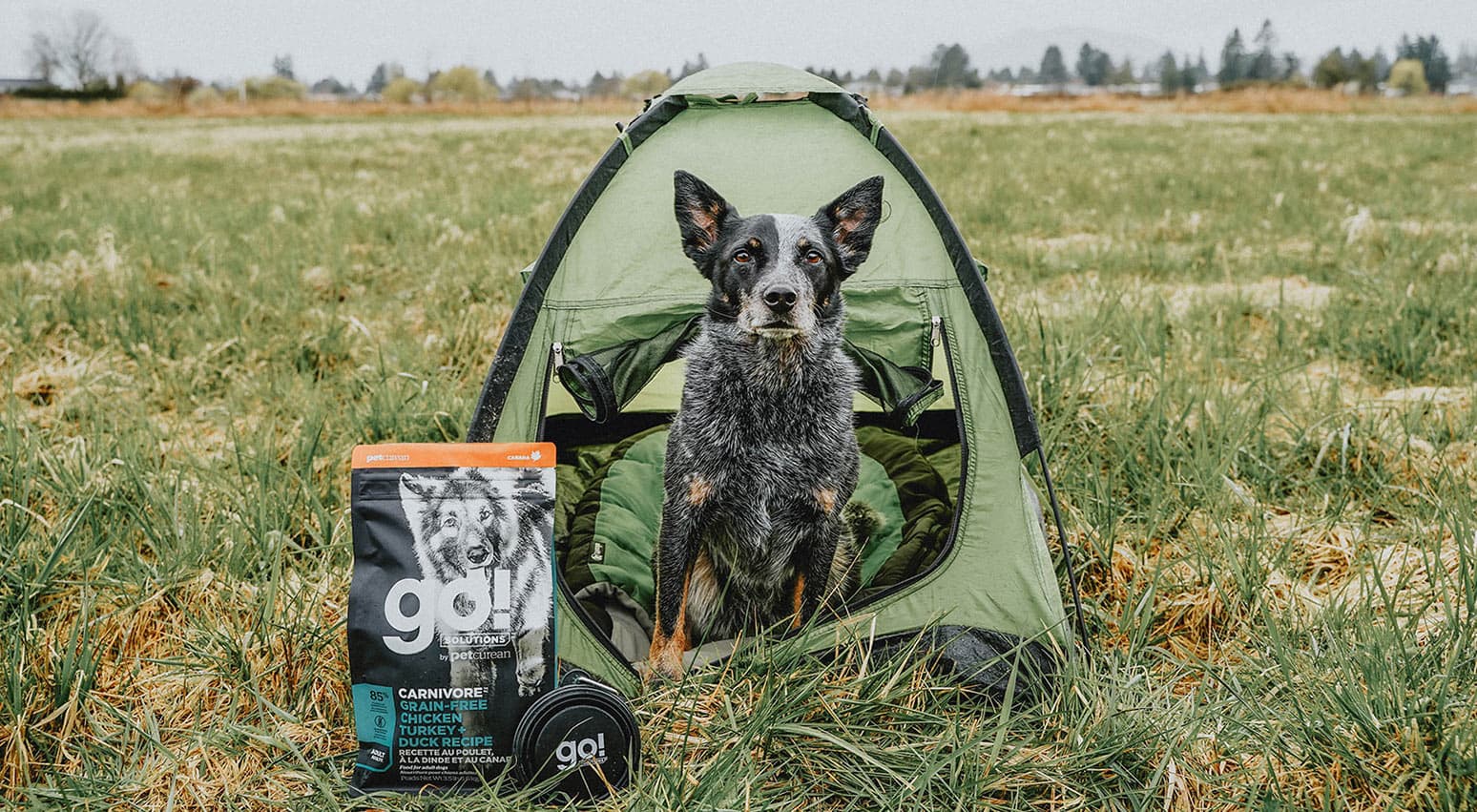 Everything You Need to Run With Your Dog — Running With Your Dog Gear