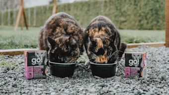 Two cats outside eating Go! Solutions wet food Tetras