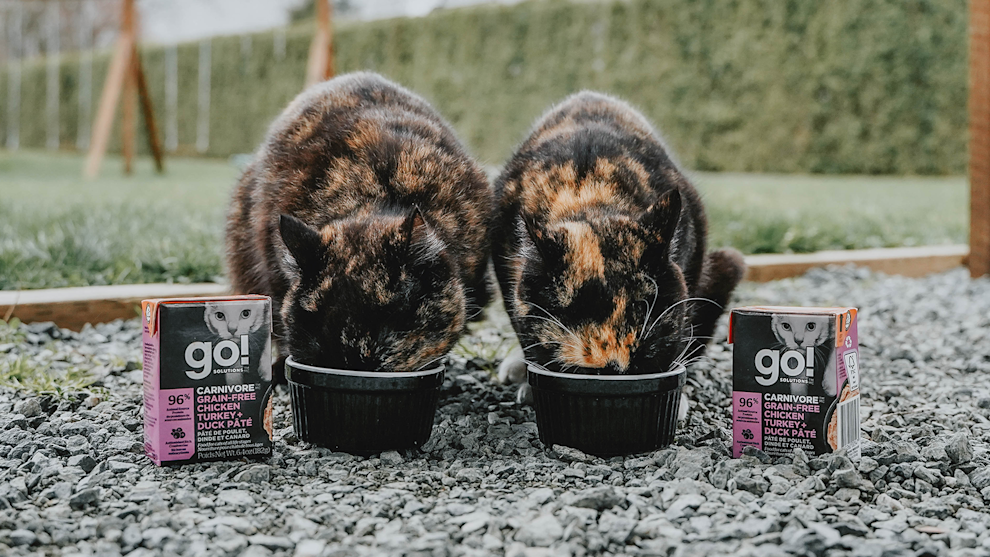 Two cats outside eating Go! Solutions wet food Tetras