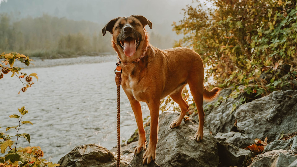 Dog by the river wincing at camera