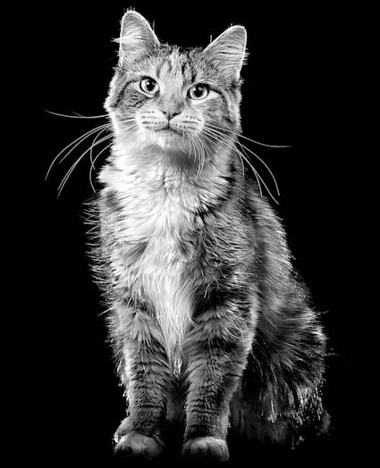 Cat sitting looking at camera in black and white