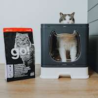 Cat in litterbox beside bag of Go! Hairball Control + Urinary Care cat food
