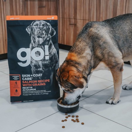 Large breed dog eating Go! Solutions Large Breed Recipe kibble