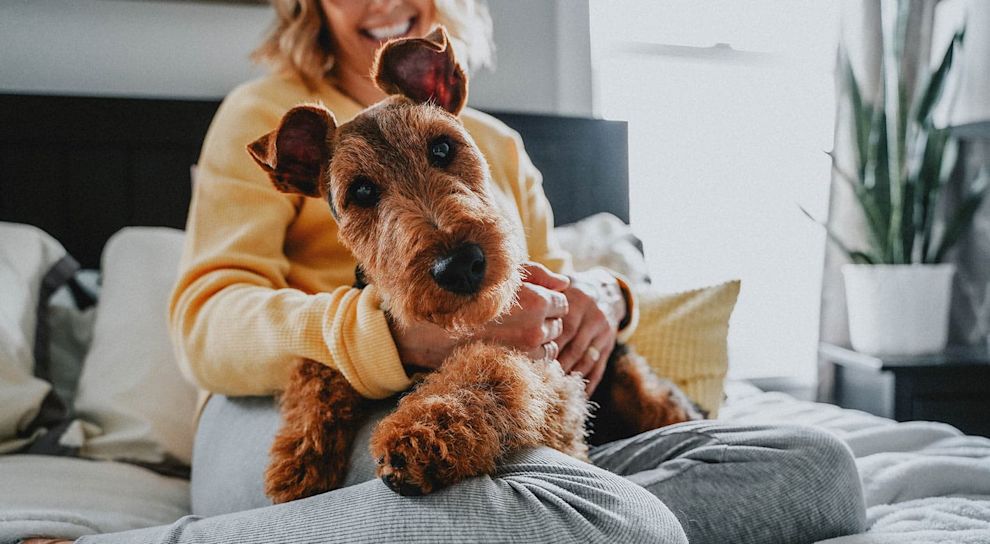 Airedale Terrier sitting in pet parent's lap on the bed