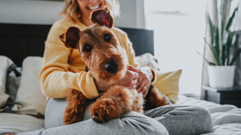 Airedale Terrier sitting in pet parent's lap on the bed