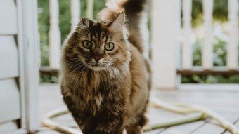 Long haired cat with missing ear standing on a porch