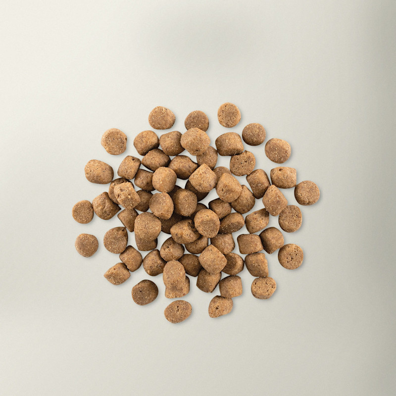 Now Fresh adult dog food kibble