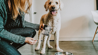 Standard Poodle with owner holding GO! SOLUTIONS CARNIVORE Grain-Free Shredded Lamb + Wild Boar Recipe for Dogs Tetra Pak