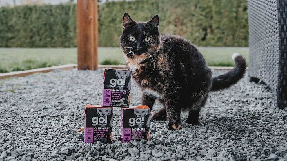 Cat outside with Go! Solutions wet food Tetra Pak cartons