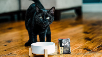 Black cat eating GO! SOLUTIONS SENSITIVITIES Limited Ingredient Grain-Free Duck Pâté