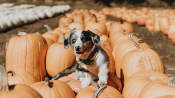 Dog sitting on orange pumpkins at the pumpkin patch